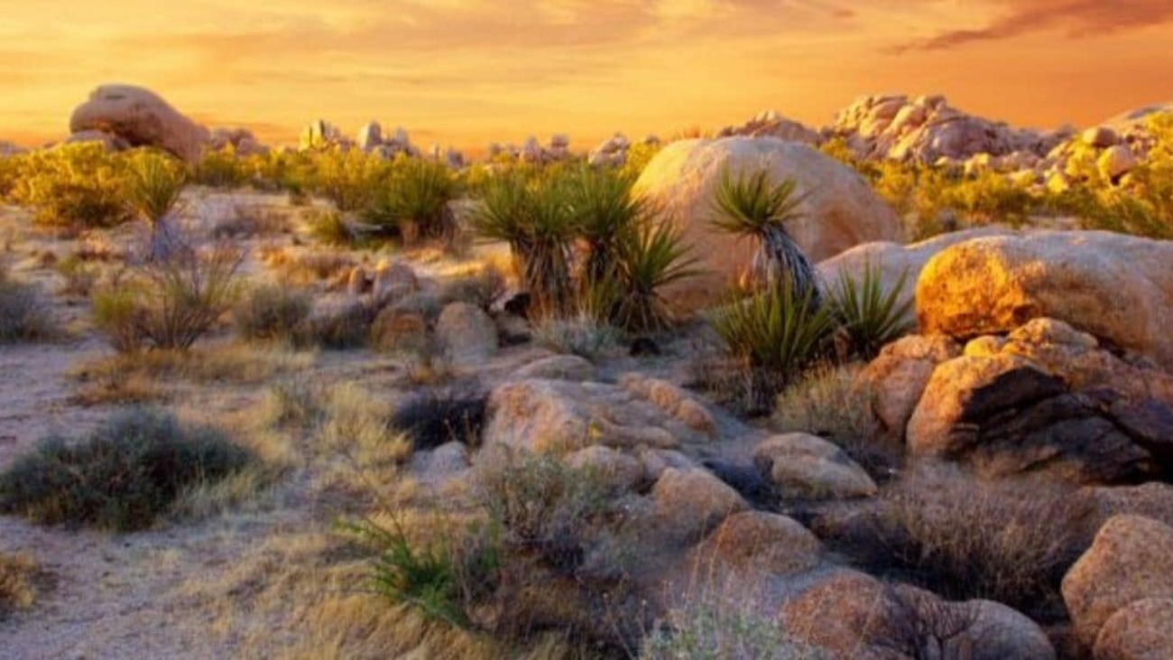 Untitled_design_27